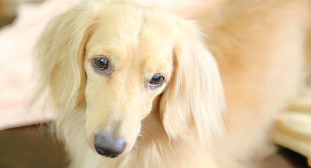 White dachshund