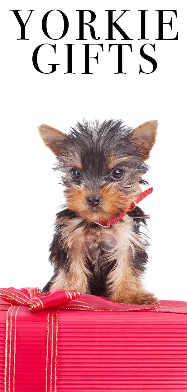 Yorkie Gifts - Top Presents For Yorkshire Terrier Lovers