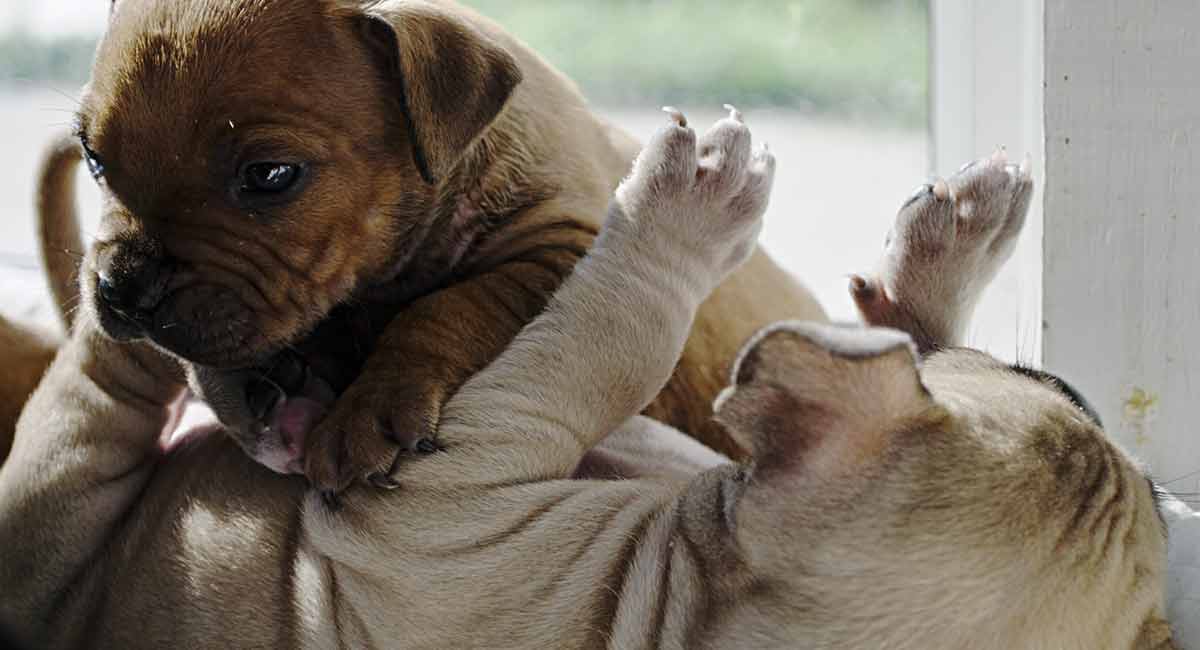 large american bully