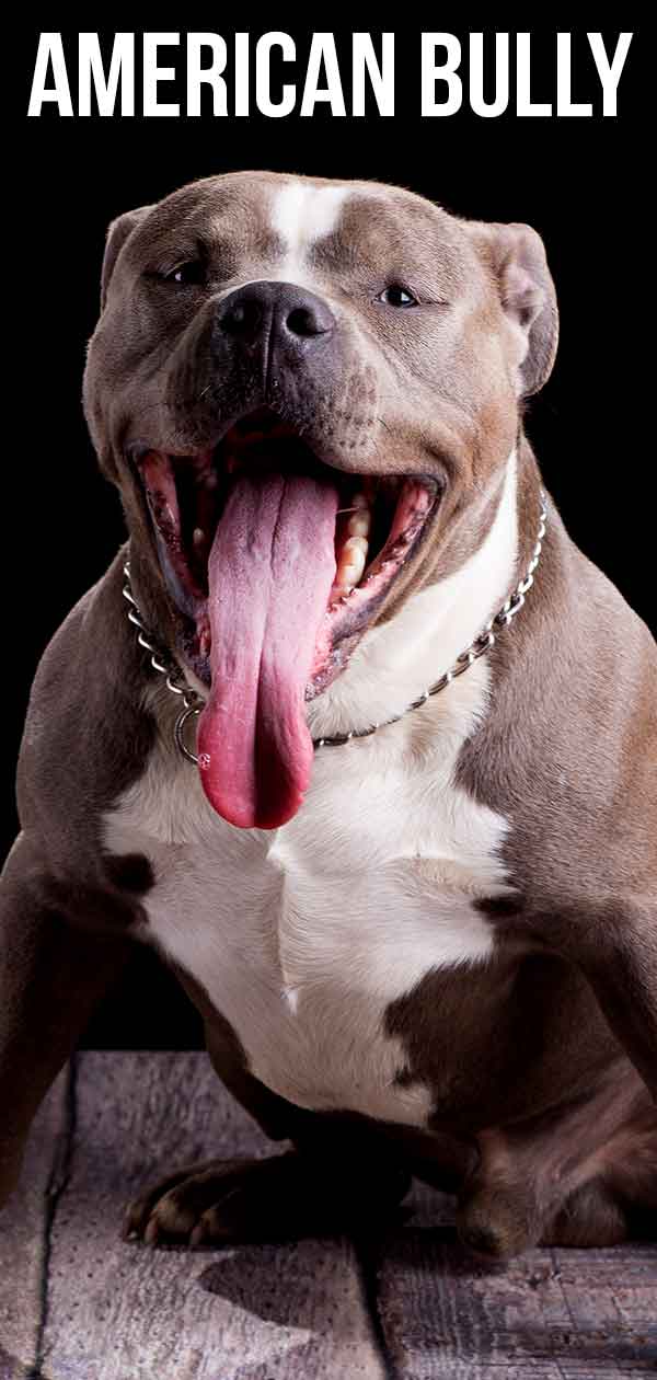 are american bully aggressive