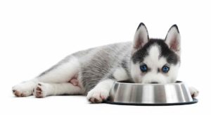 Best Food For Husky Puppy