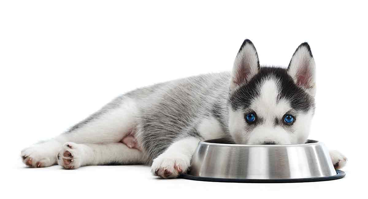 best food for husky puppy long