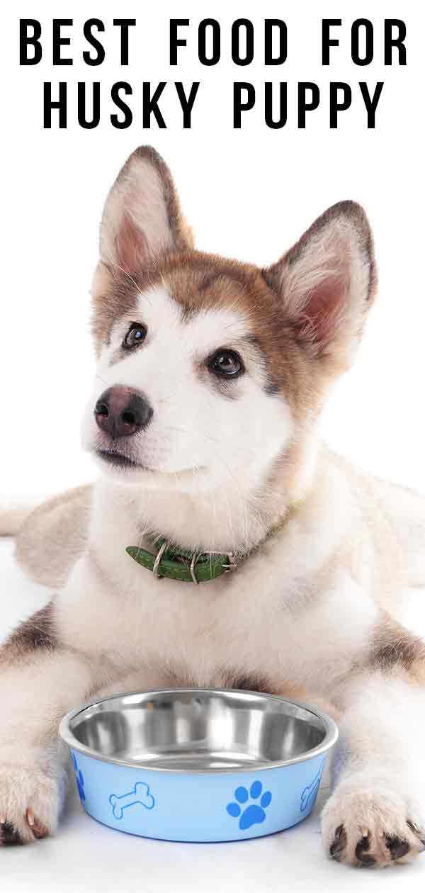 Best Food For Husky Puppy A Guide to Feeding Your Husky Puppy