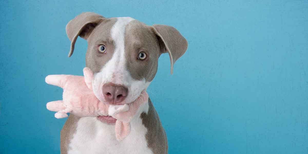 do blue nose pitbulls shed