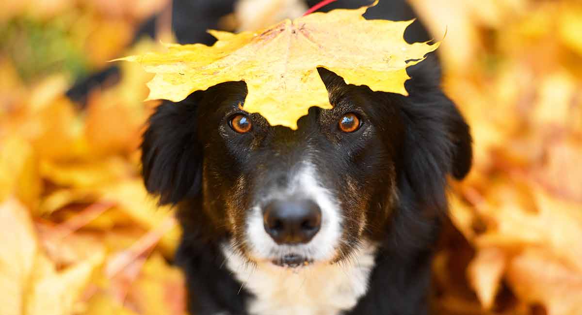 border collie red tri