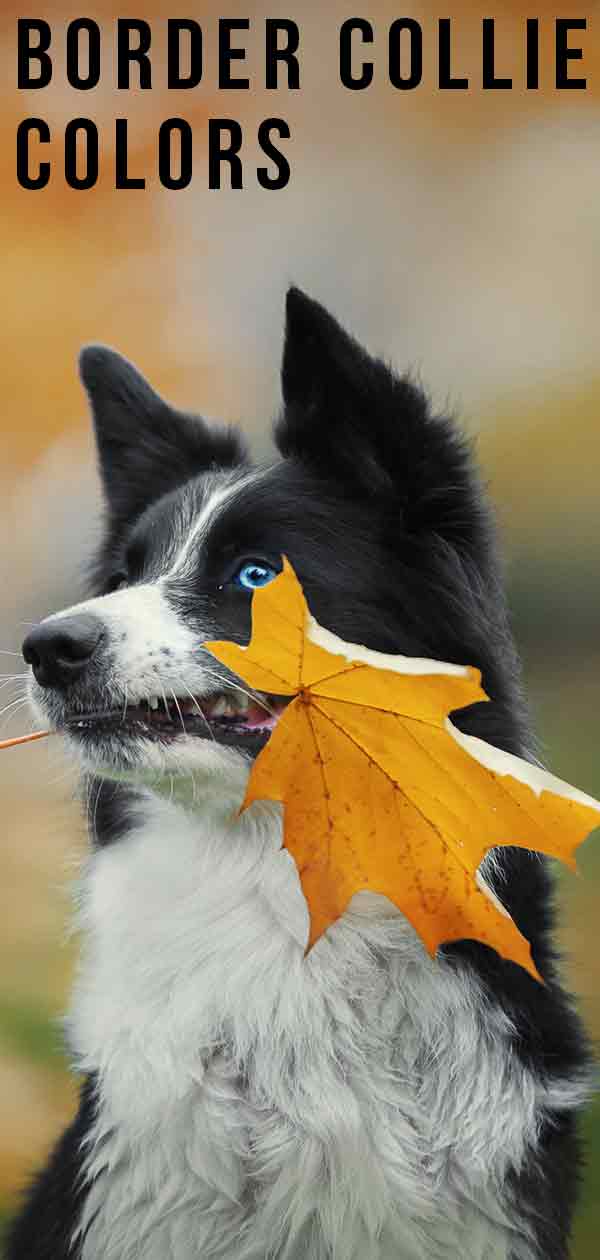 Border Collie Appearance: Coat, Colors & Ears - Showsight