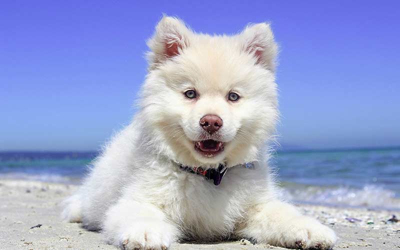 Help with choosing male dog names