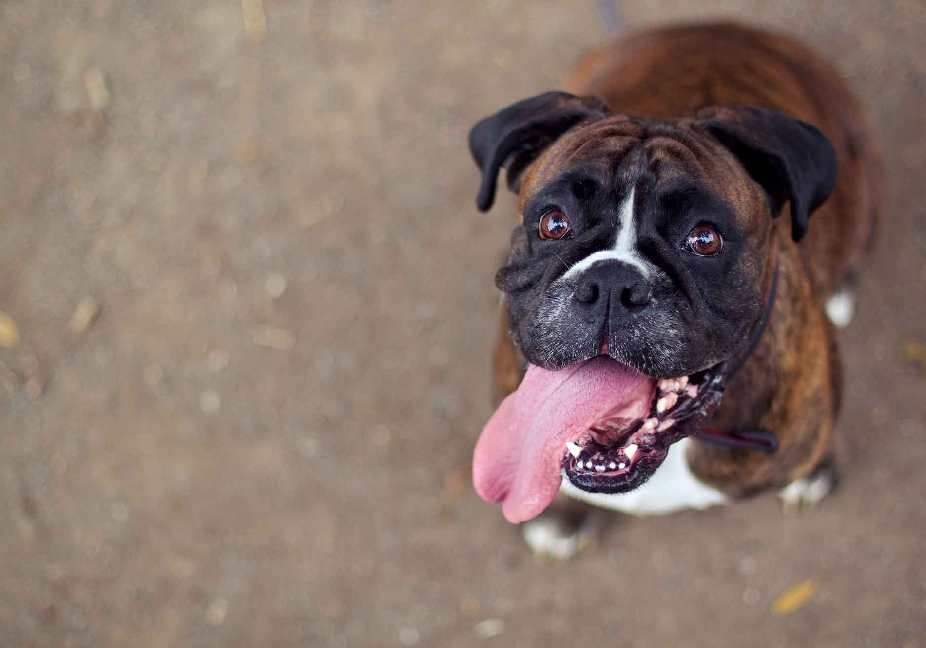 brindle boxer dog breed