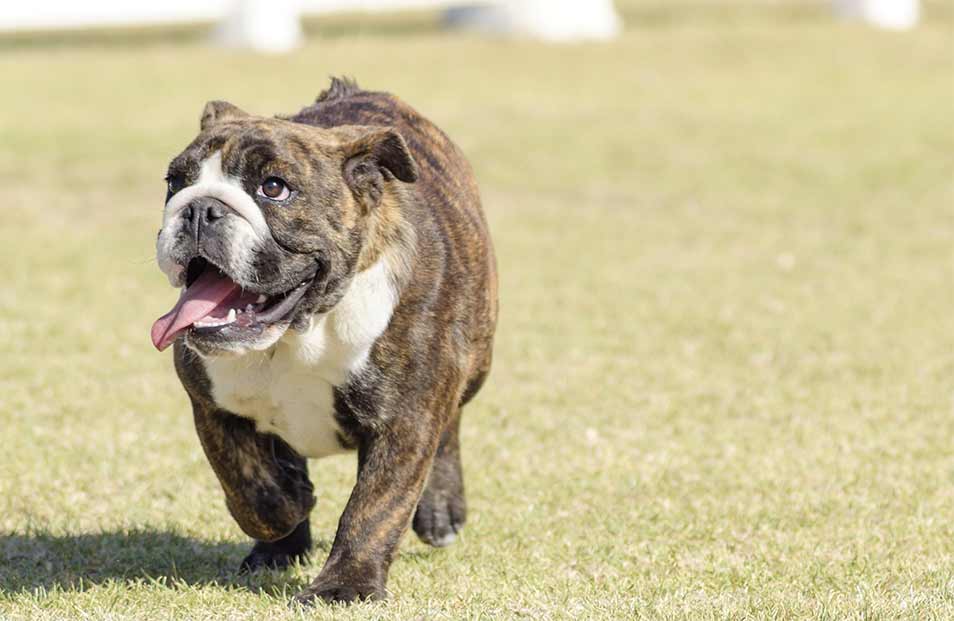 brindle color dog