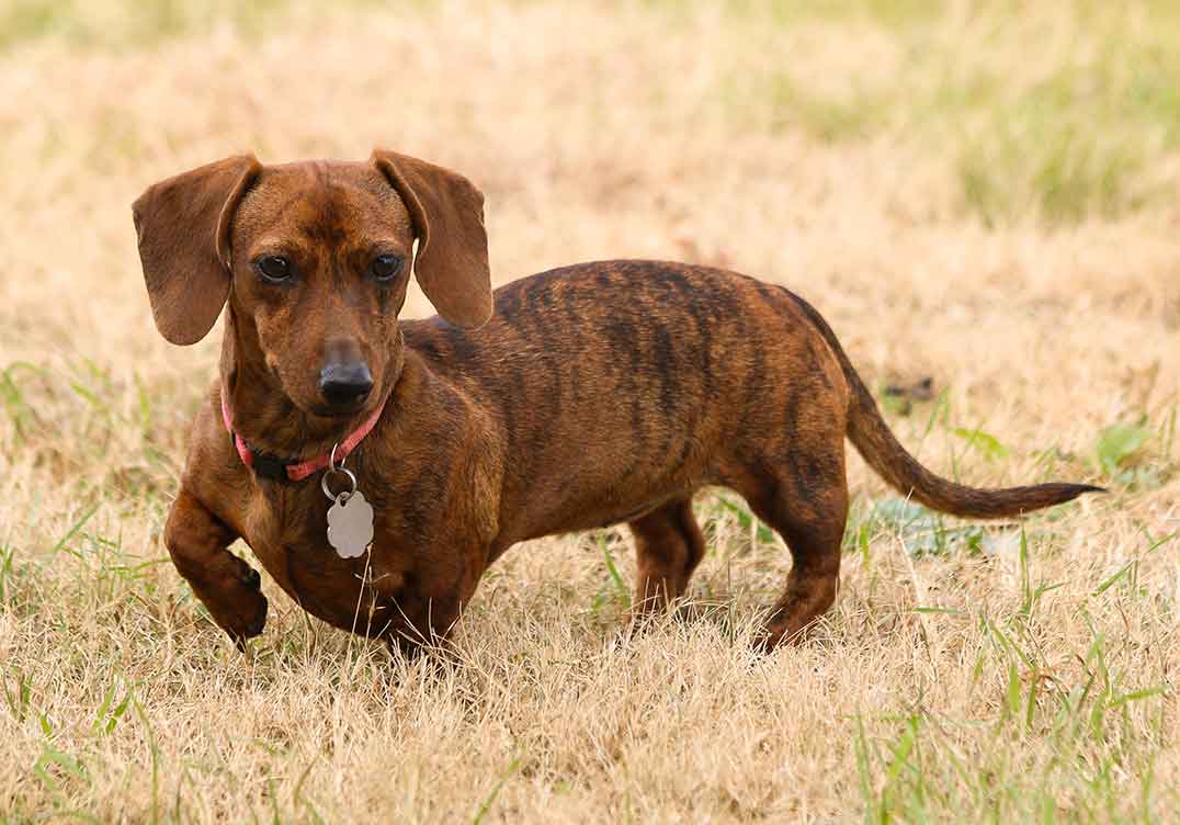 black brindle dog