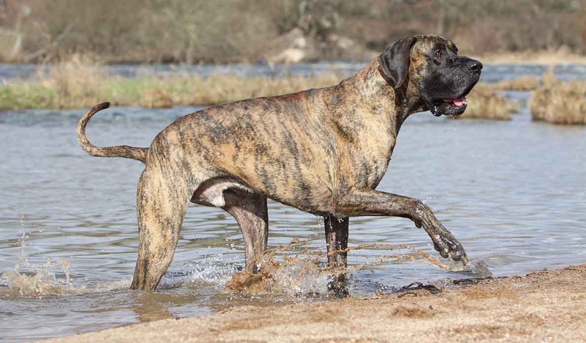 brindle hound puppy