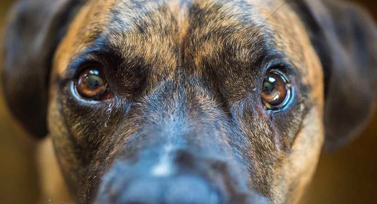 what breeds of dog have brindle