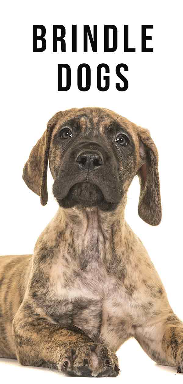 what is a reverse brindle mastiff