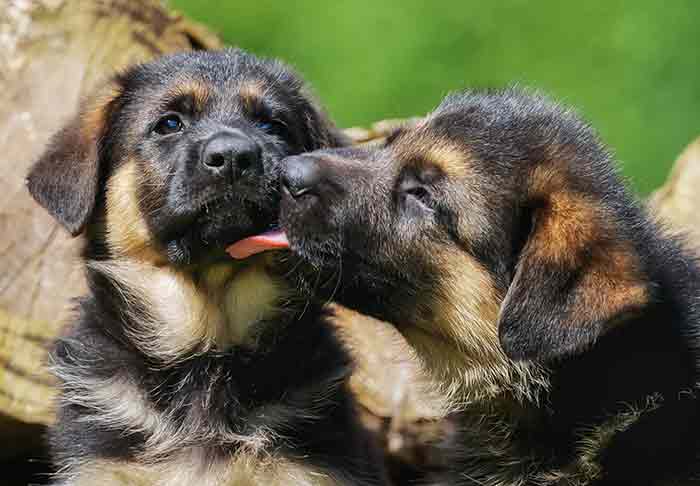 german shepherd puppy licks another german shepherd pupppy