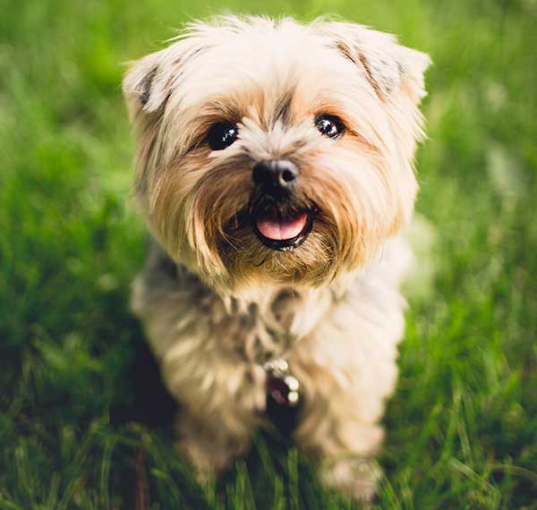 175+ Boy Dog Names for Your Sweet Pup — Best Boy Dog Names 2023