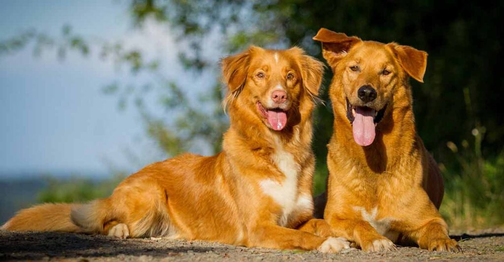 german shepherd golden retriever mix