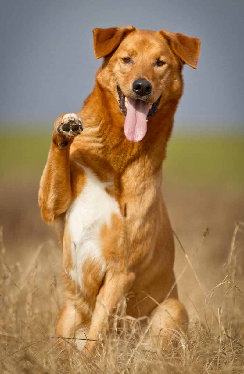 german shepherd golden retriever