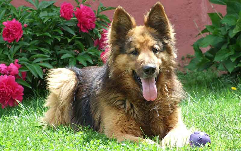 german shepherd dog laying down