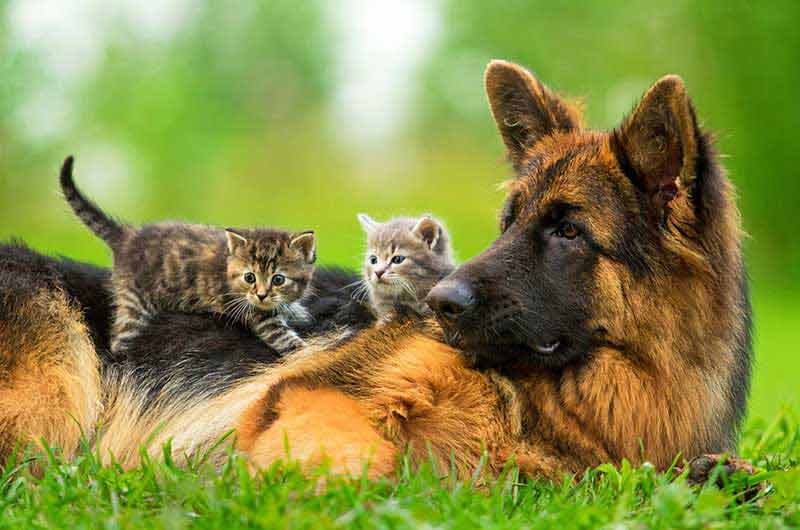 The most popular of our herding dogs is the German Shepherd Dog