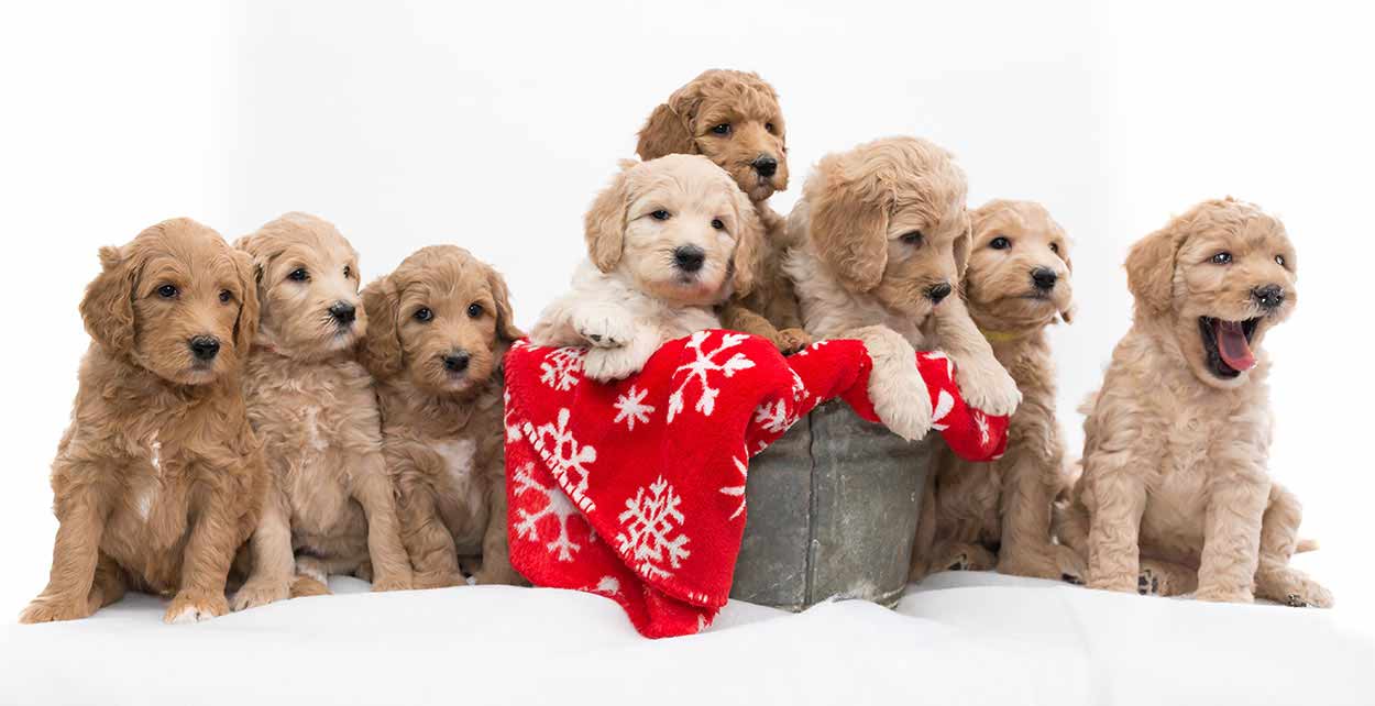 mini labradoodle puppies