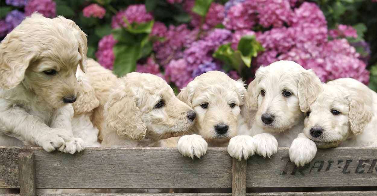 miniature labradoodle puppies