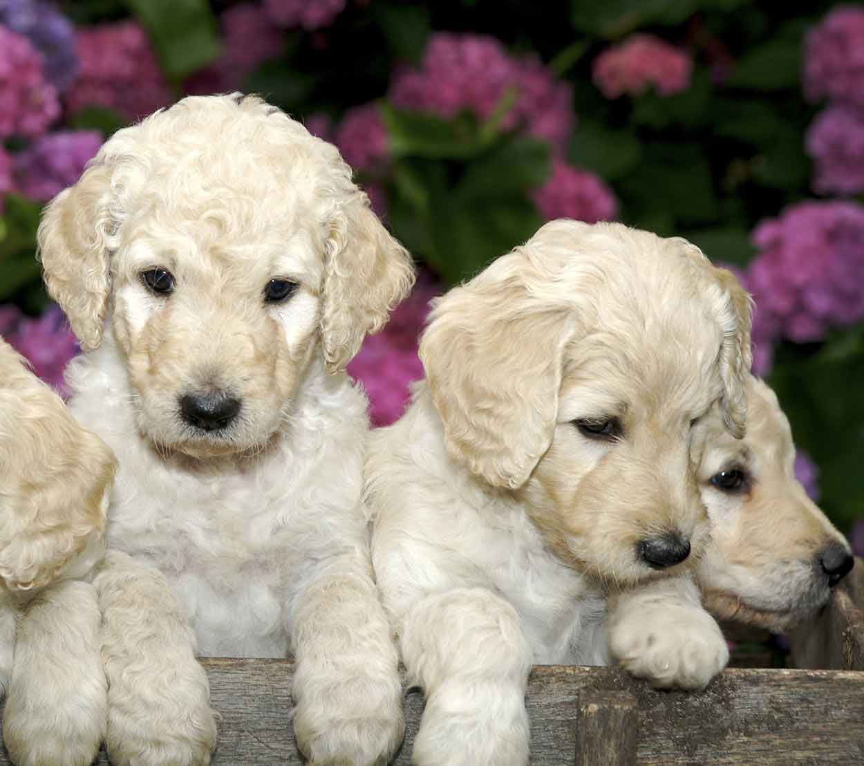 white miniature labradoodle