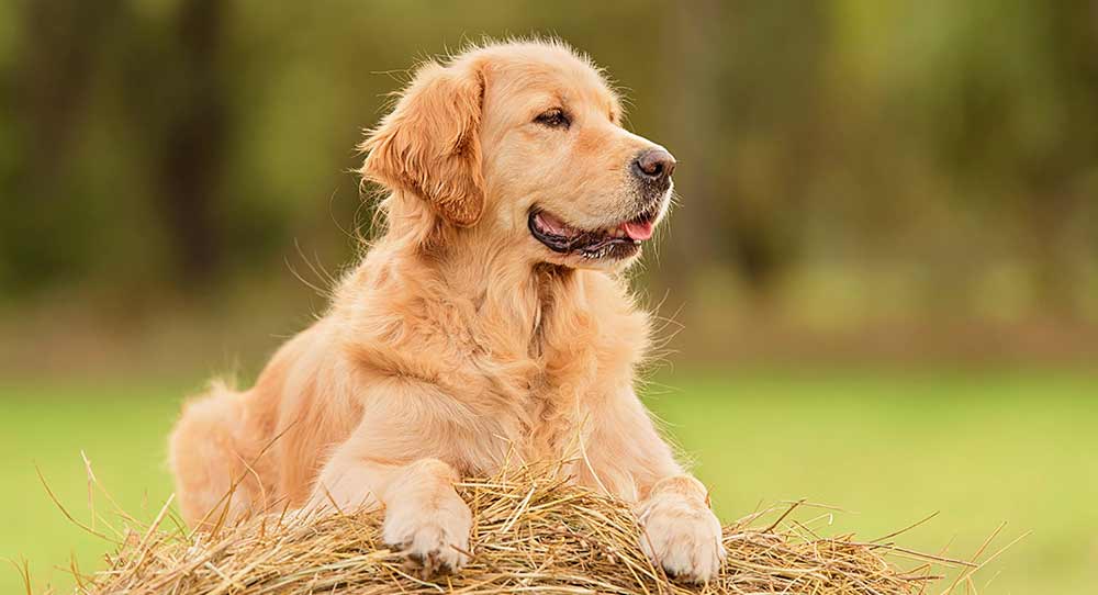 golden retriever and german shepherd puppy