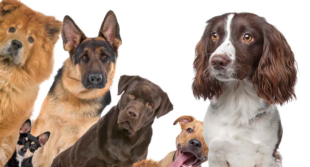 best spaniel breed for family