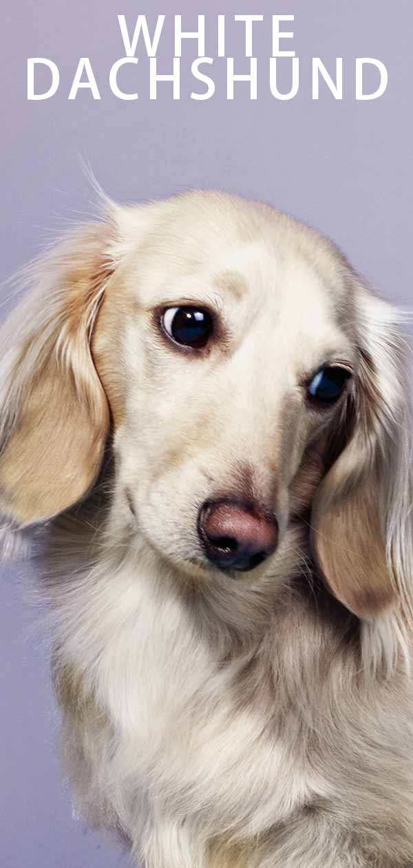 White Dachshund Patterns And Color Combinations