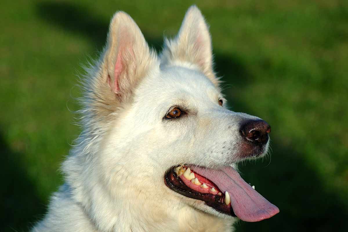 white german shepherd dog