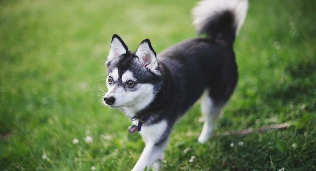 an alaskan klee kai puppy with pointy ears