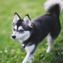 an alaskan klee kai puppy with pointy ears