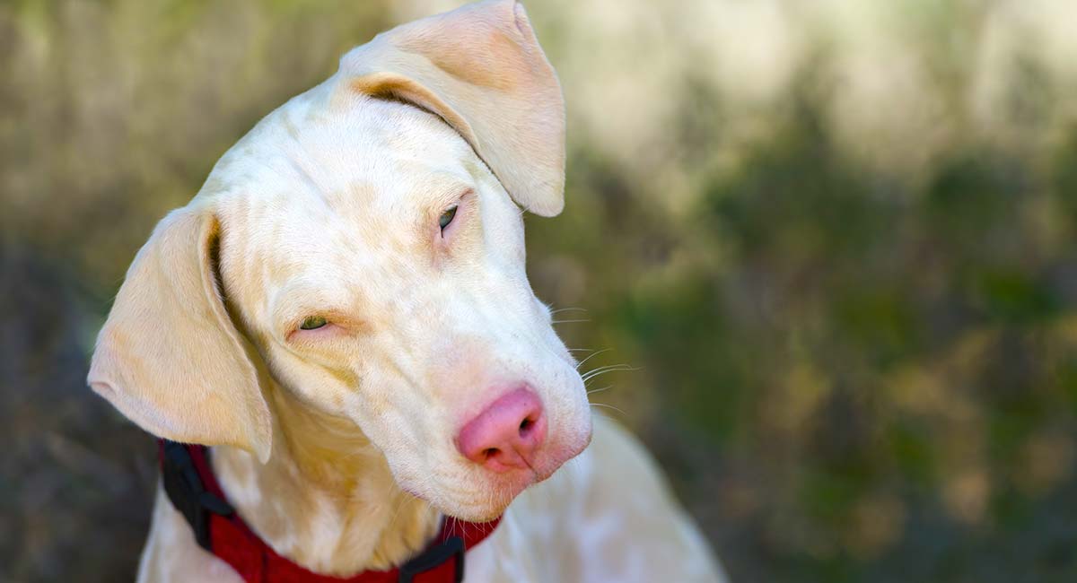 what does a albino dog look like