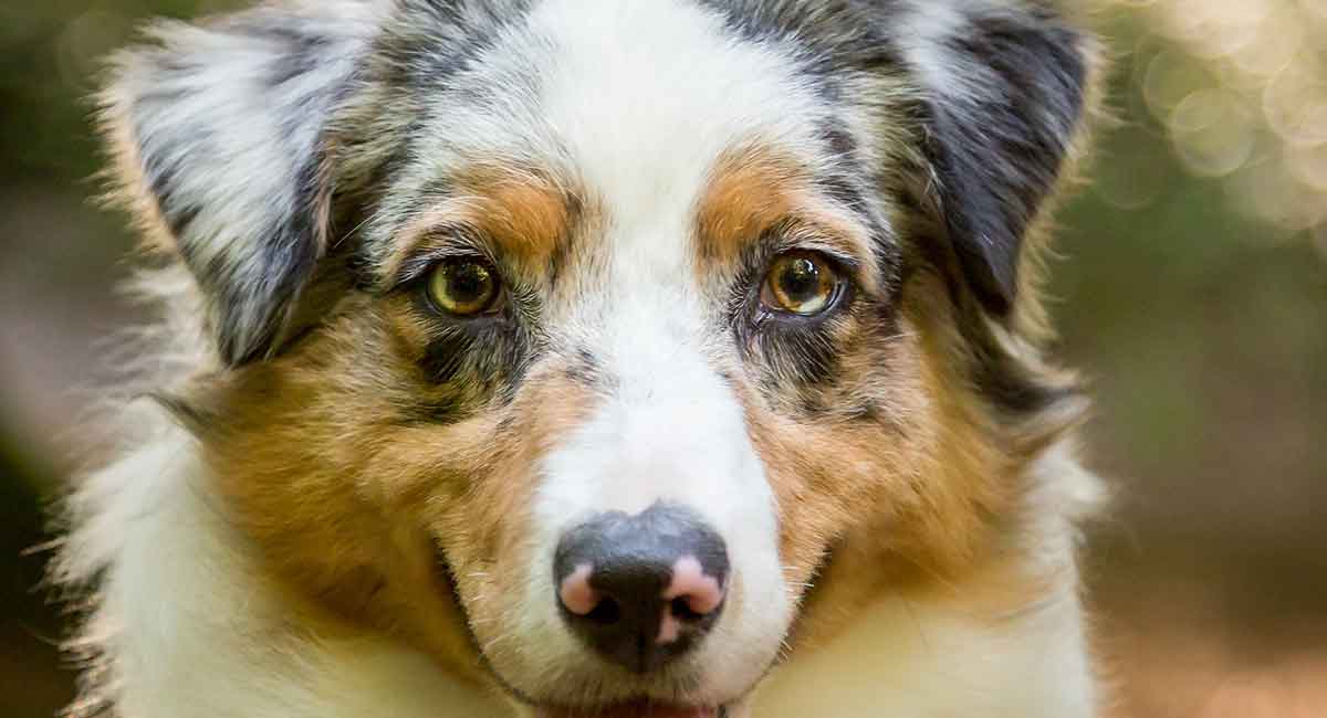 australian shepherd levetid