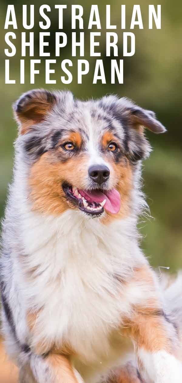 Australian Shepherd Levetid