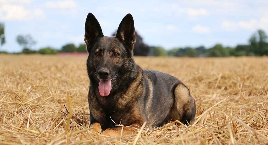 belgian malinois german shepherd mix