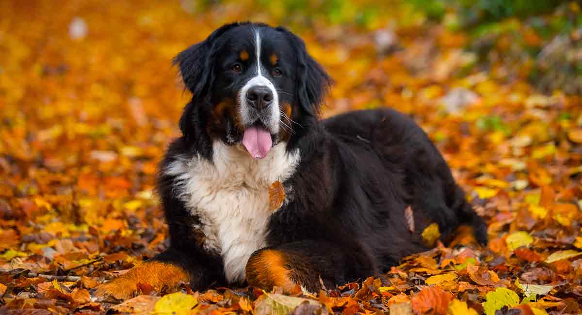Bernese Mountain Dog Lifespan: Are Giant Dogs Always ...