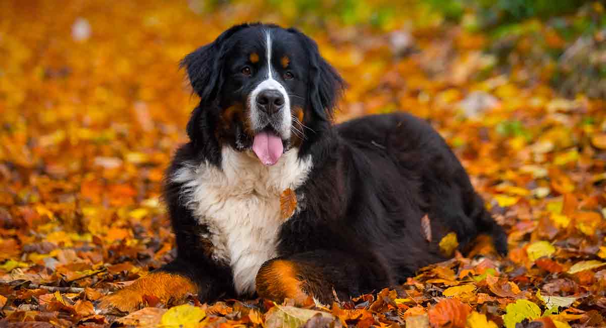 Why do bernese mountain dogs have such a short lifespan