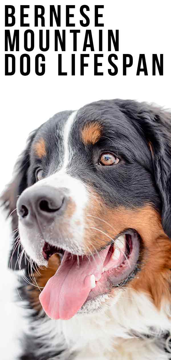 Bernese Mountain Dog life span 