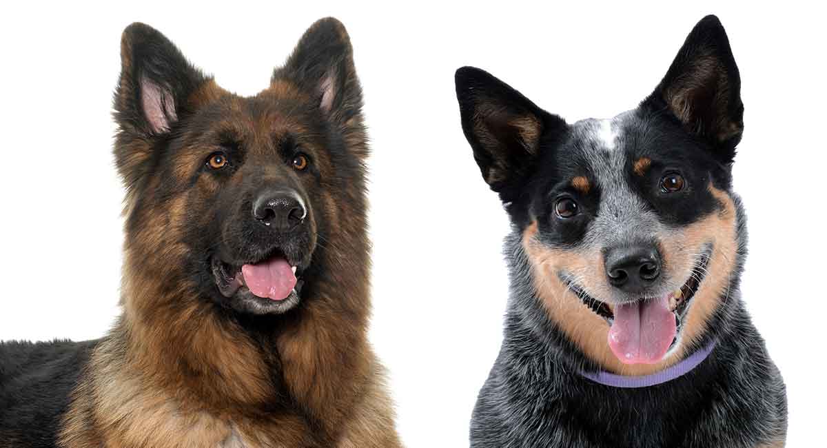 Blue Heeler German Shepherd Mix An Intelligent Loyal Companion