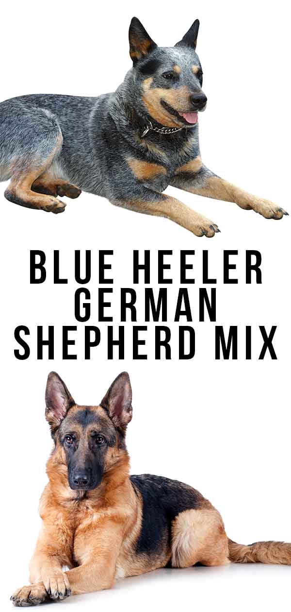 Blue heeler german 2024 shepherd mix training