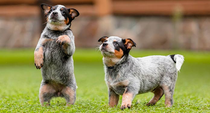 australian cattle dog red heeler puppies