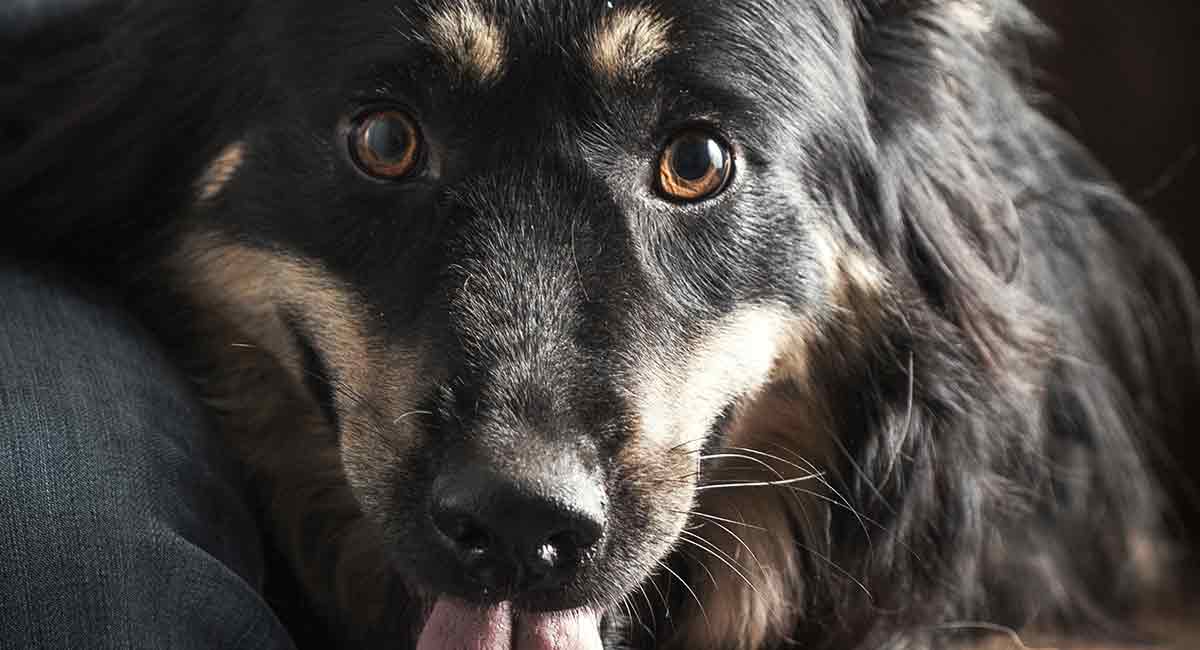 border collie spitz mix puppies