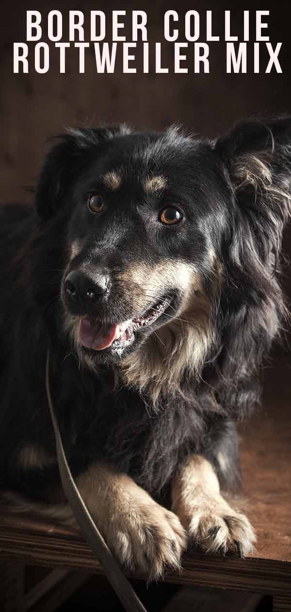 Border Collie Rottweiler Mix – Is This Crossbreed A Good Pet Dog?