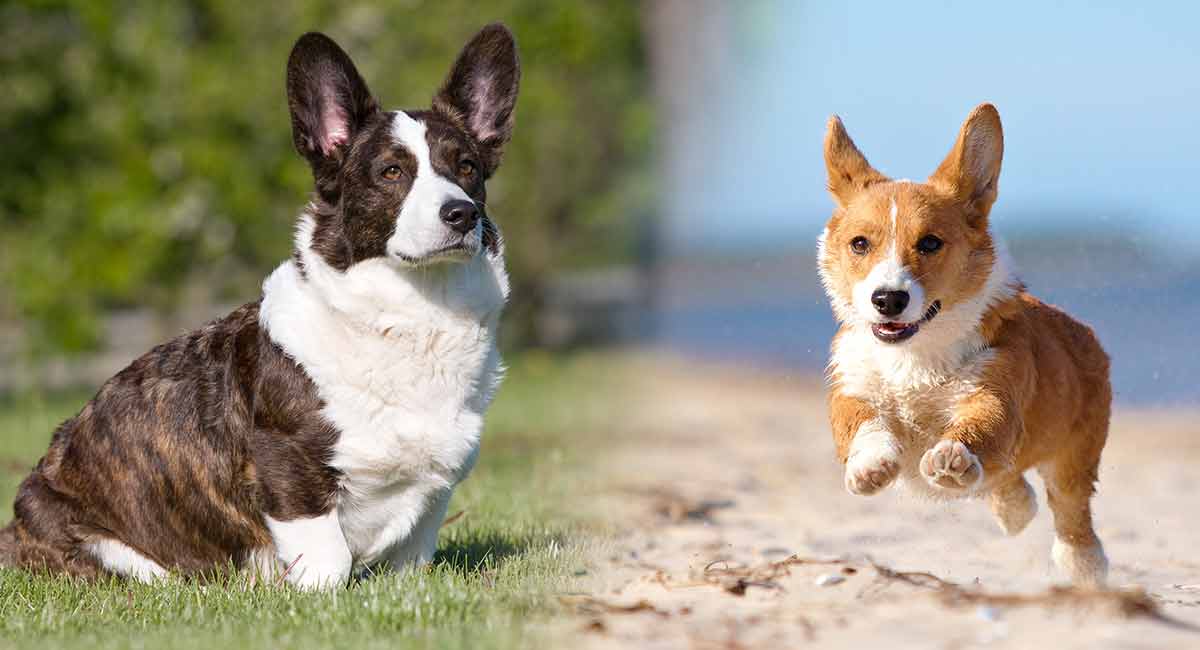 types of corgis