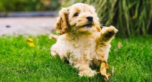 cockapoo puppy lifting up its paw laying down in the backyard
