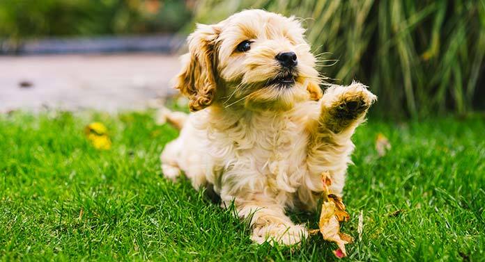 american water spaniel is a mixed breed