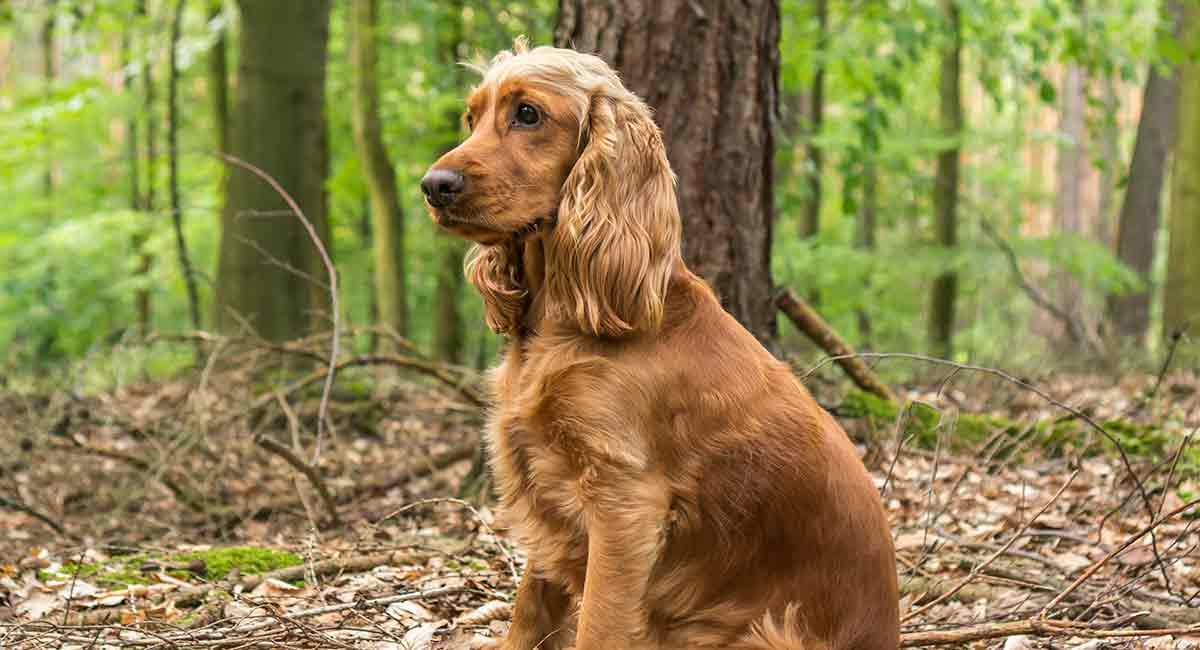 cocker spaniel 12 weeks old