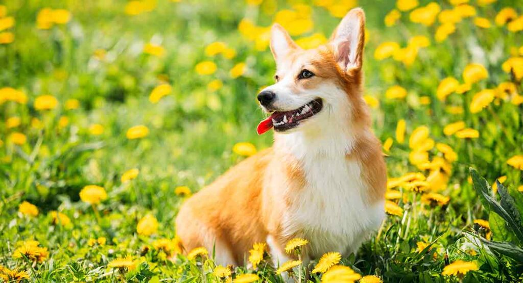 adult corgis are dogs with pointy ears