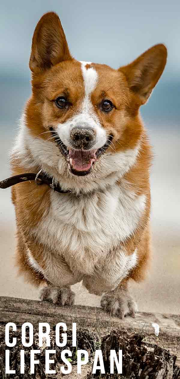 Corgi Lifespan How Long Do The Different Corgis Live